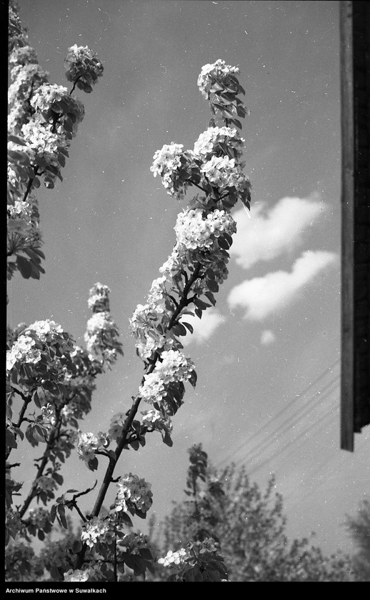 image.from.unit.number "Kwitnąca gałąź."