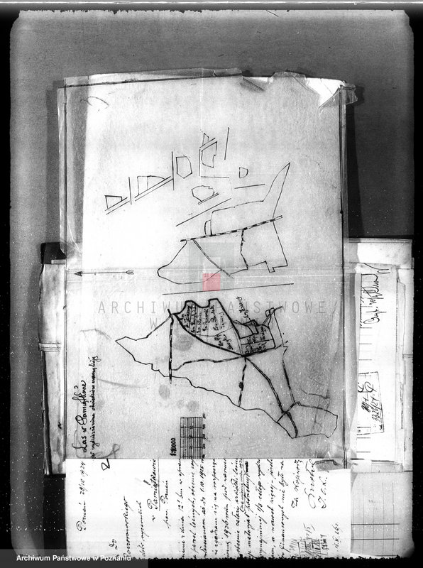 Obraz 9 z jednostki "Nadzór nad gospodarką w lasach majętności Pamiątkowo powiat obornicki"