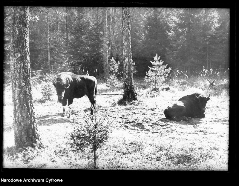 Obiekt Żubry w lesie. z jednostki Białowieża