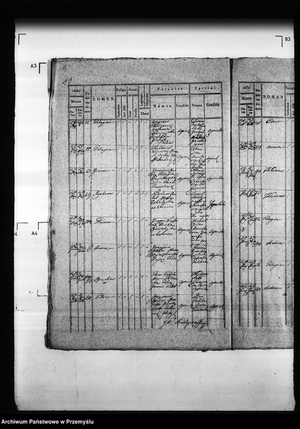 Obraz 19 z jednostki "[Kopie ksiąg metrykalnych parafii Hruszów z filiami Budomierz, Kłonice, Szczepłoty (dekanat Niemirów)]"