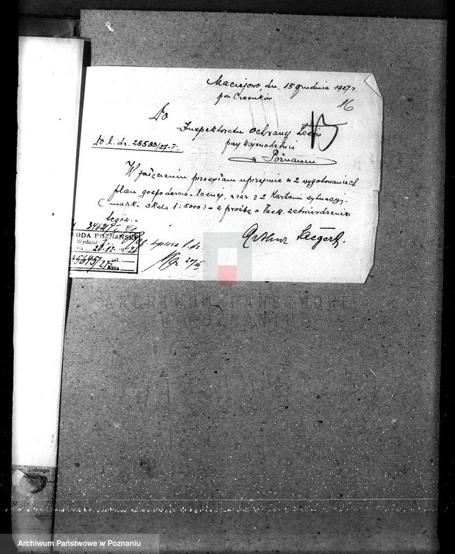 Obraz 20 z jednostki "Nadzór nad lasami majętności Maciejewo w powiecie czarnkowskim"