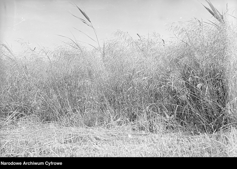 image.from.unit.number "Rolnictwo. Łąki, sianokosy"