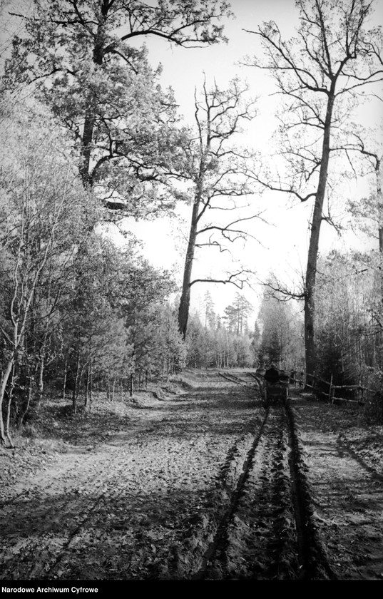 image.from.unit.number "Białowieża"