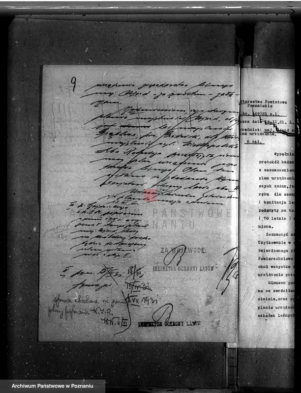 Obraz 13 z jednostki "Nadzór nad gospodarką w lasach majątku Ujazd powiat kościański"