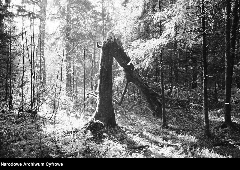 image.from.unit.number "Białowieża"