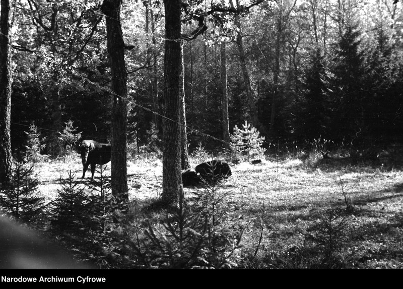 image.from.unit.number "Białowieża"
