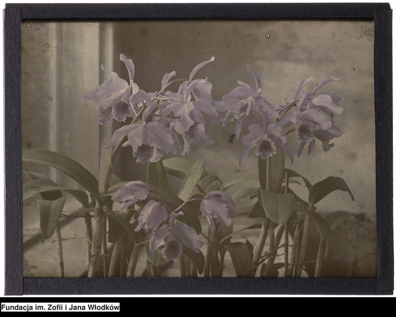 image.from.unit "Cattleya Schönbrunnensis. Kraków, Ogród Botaniczny UJ"