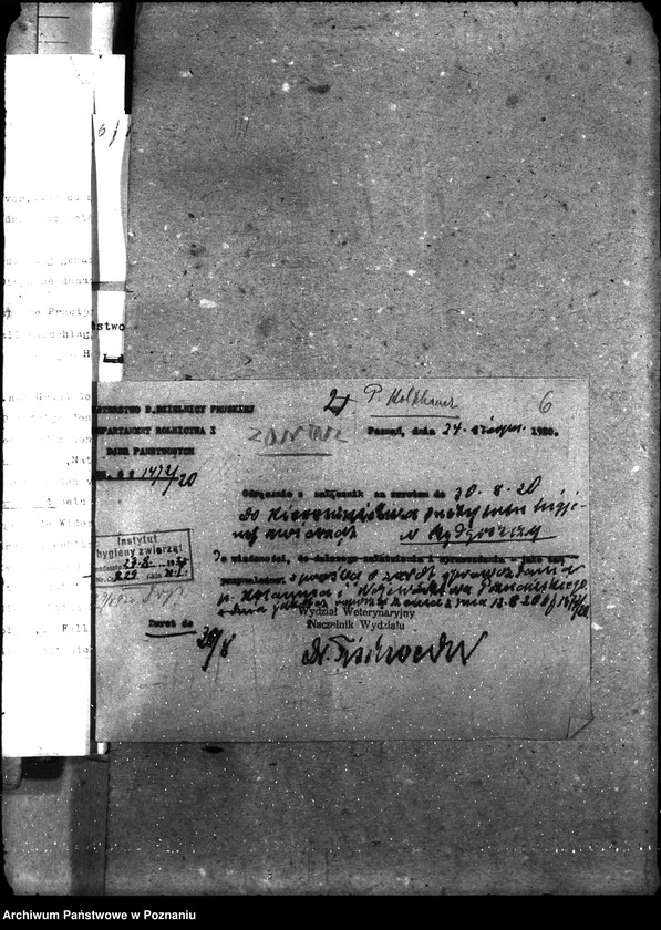 Obraz 10 z jednostki "Sprawy ogólne wąglik, szelestnica i zaraza dziczyzny"