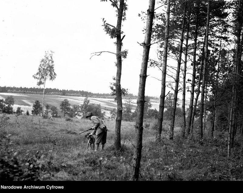 Obraz 6 z jednostki "Polowanie w lasach "Burzynek" należących do Stanisława Burzyńskiego"