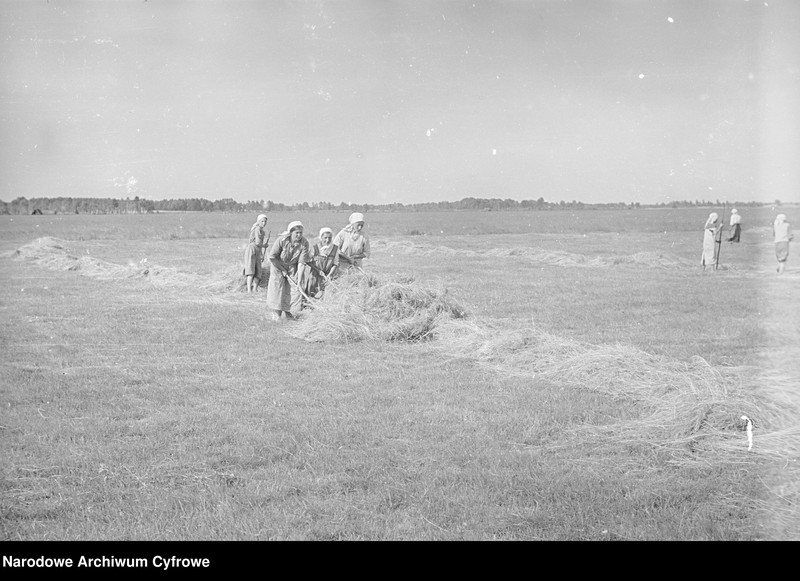 image.from.unit.number "Rolnictwo. Łąki, sianokosy"