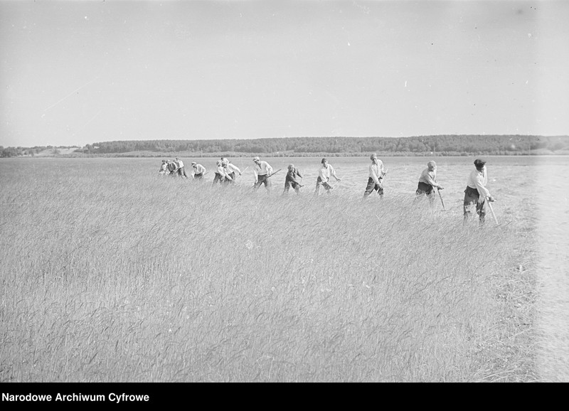 image.from.unit.number "Rolnictwo. Łąki, sianokosy"