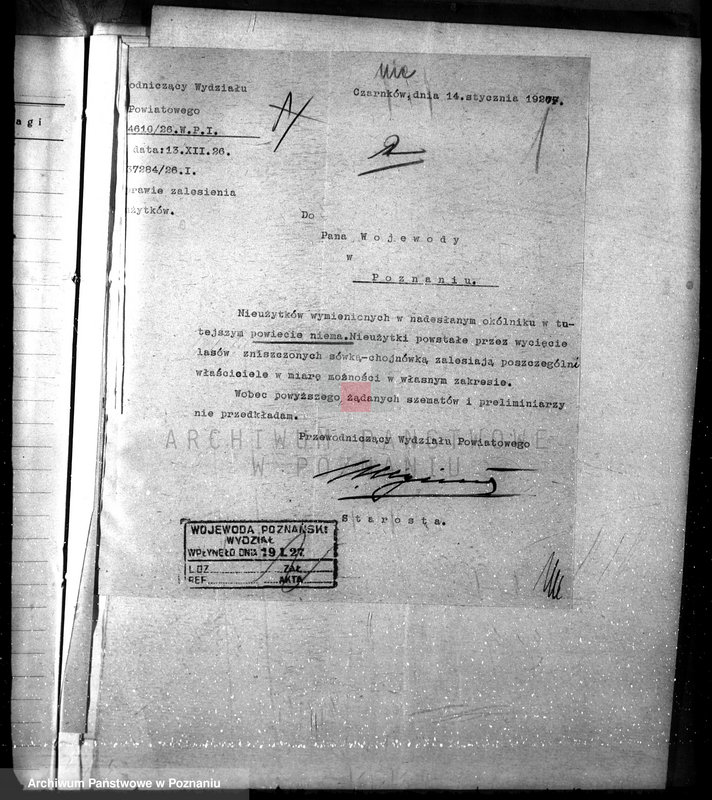 Obraz 5 z jednostki "Zalesianie nieużytków w powiecie czarnkowskim"