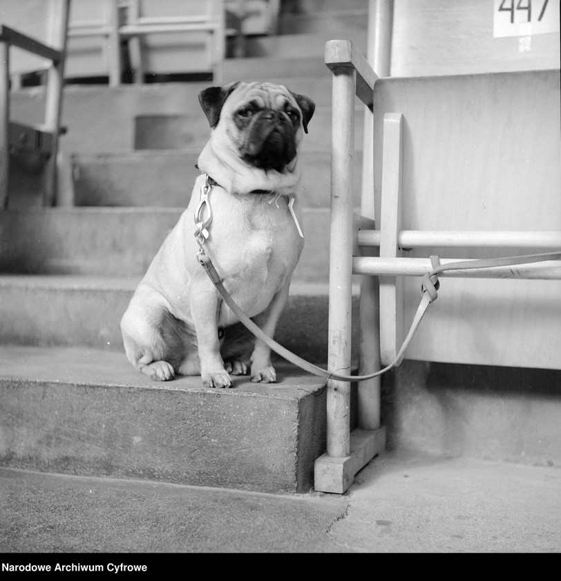 Obraz 5 z kolekcji "Psy na fotografiach"