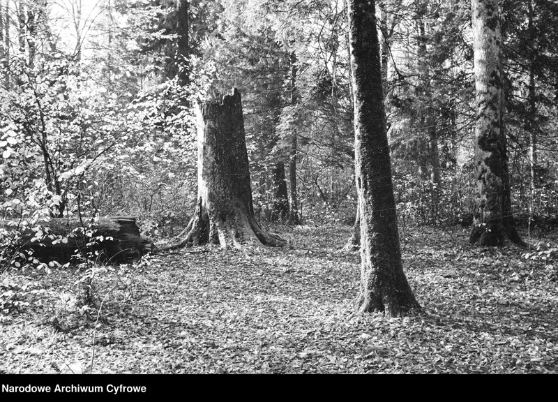 image.from.unit.number "Białowieża"