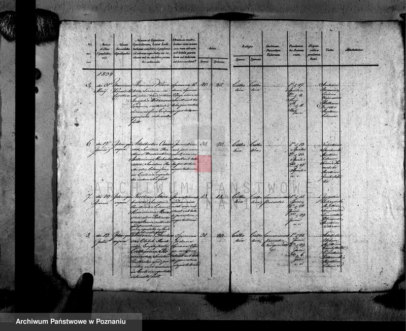 image.from.unit.number "Metrices copulatorum"