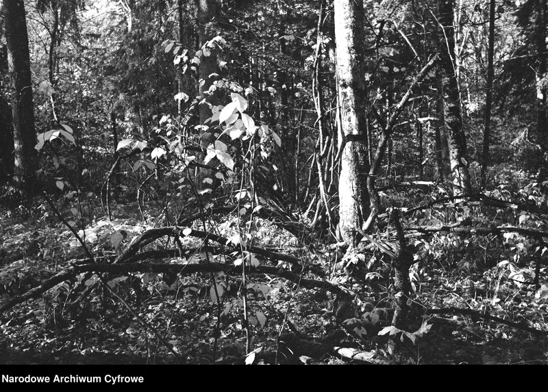 image.from.unit.number "Białowieża"