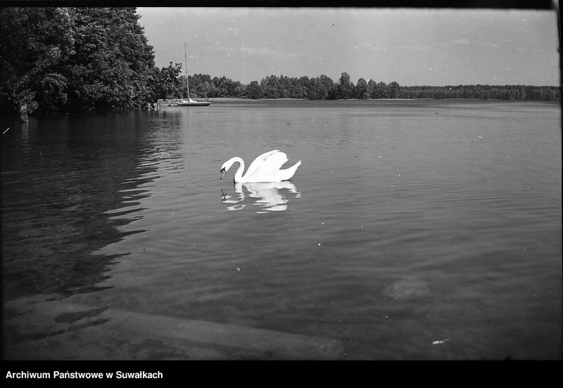 image.from.unit.number "Łabędź na jeziorze."