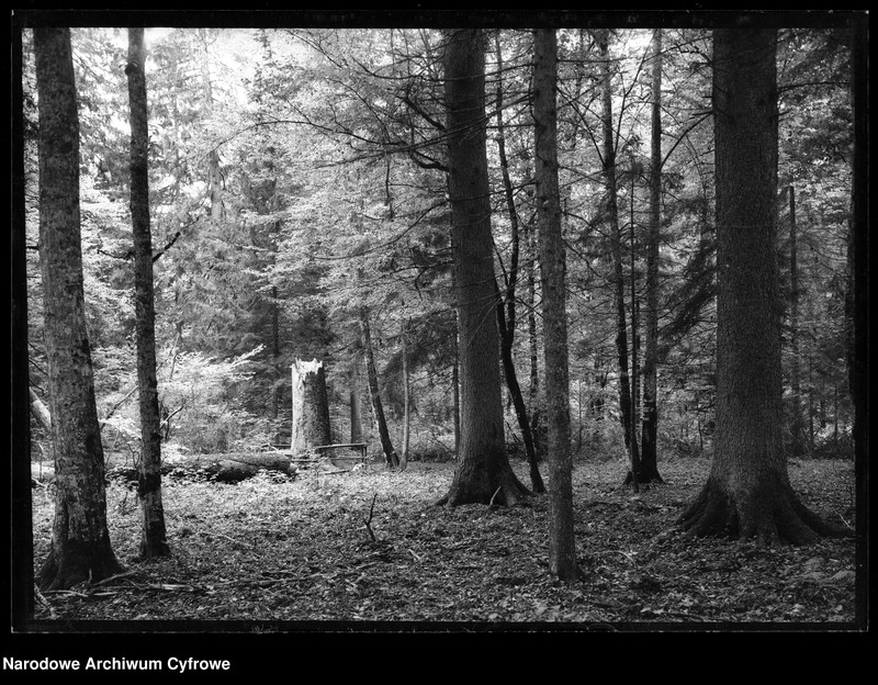 Obraz 16 z jednostki "Białowieża"