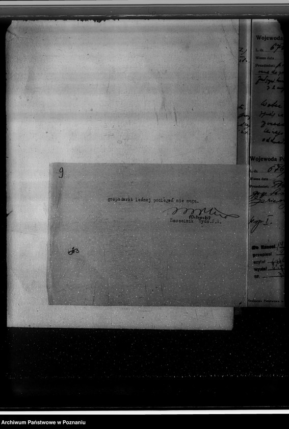 Obraz 13 z jednostki "Nadzór nad gospodarką w lasach majętności Jezierzyce"