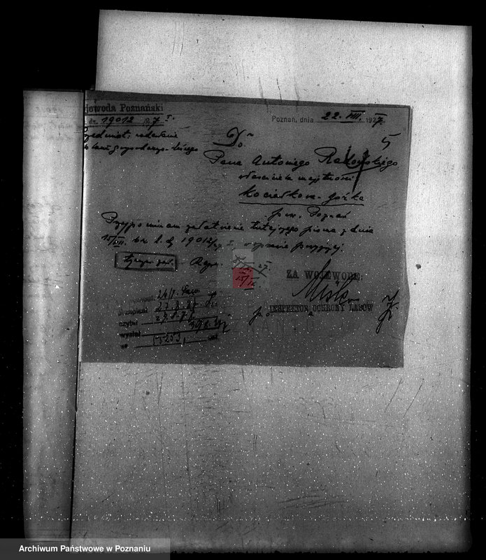 Obraz 9 z jednostki "Majętność leśna Kociałkowo powiat poznański"