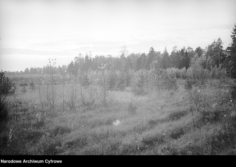 image.from.unit.number "Białowieża"
