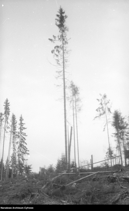 Obraz z jednostki "Drzewa"