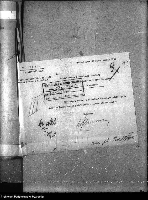 Obraz 14 z jednostki "Zaraza płucna - Strzelno"