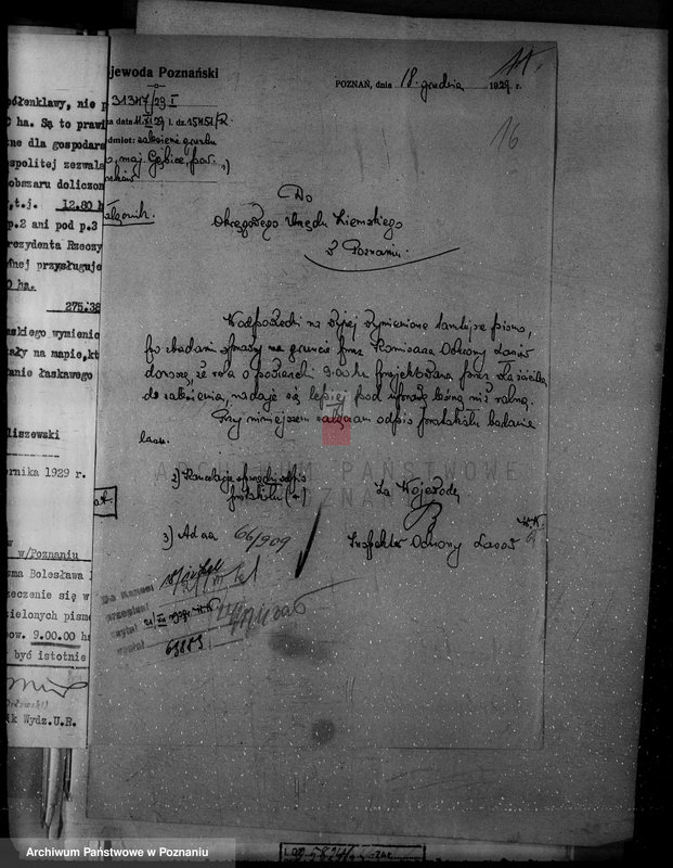 Obraz 20 z jednostki "/Nadzór nad lasami/ majętności Gębice powiatu czarnkowskiego"