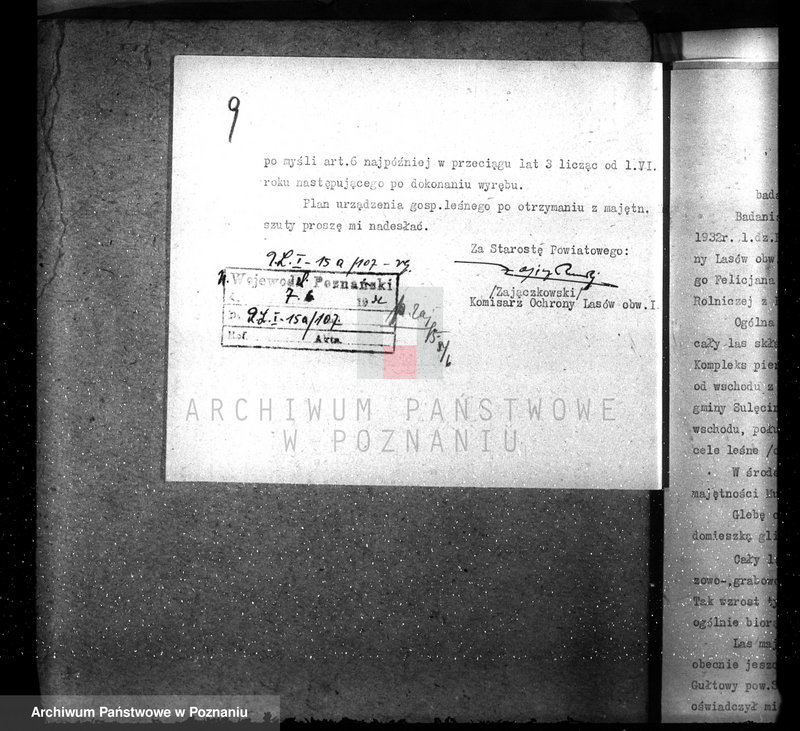 Obraz 13 z jednostki "Nadzór nad gospodarką w lasach majętności Koszuty powiat średzki"