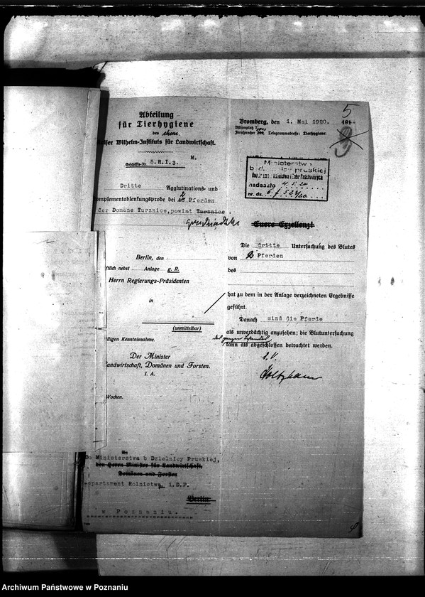 Obraz 9 z jednostki "Nosacizna - Grudziądz"