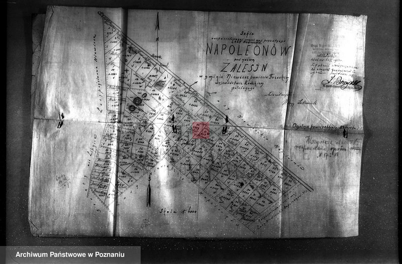 Obraz 9 z jednostki "Gmina Niewiesz powiat turecki /nadzór nad gospodarką leśną/"