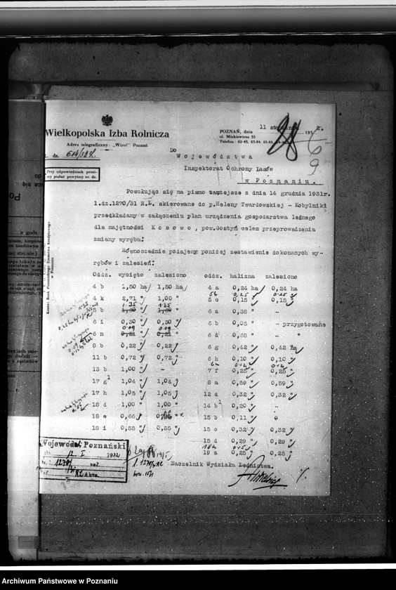 Obraz 13 z jednostki "Nadzór nad gospodarką w lasach majątku Kosowo w powiecie gostyńskim"