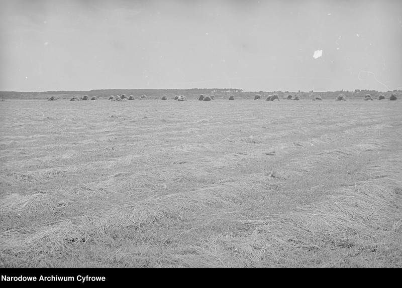 image.from.unit.number "Rolnictwo. Łąki, sianokosy"