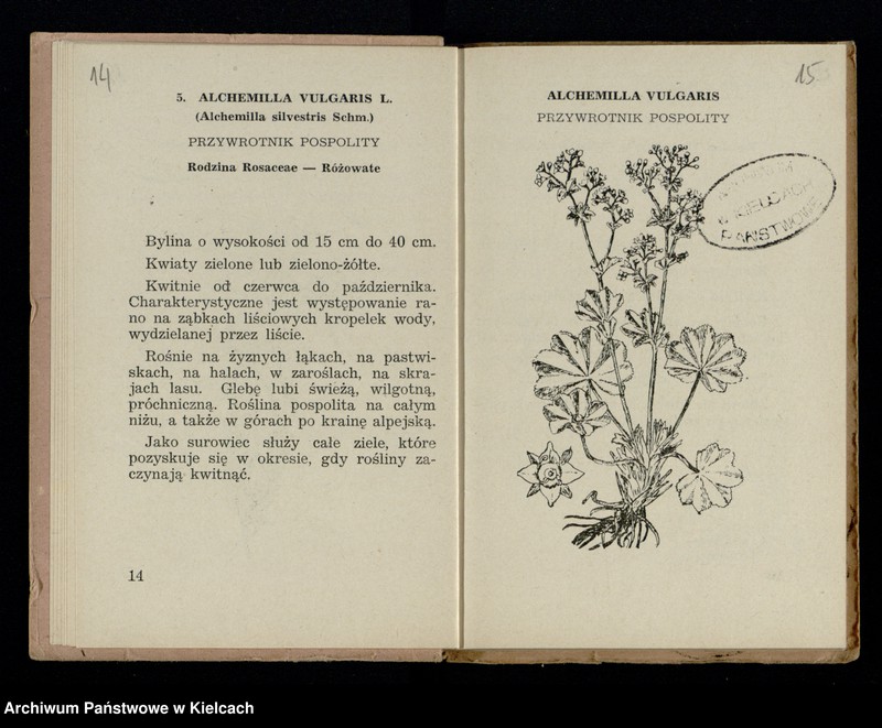 image.from.collection.number "Rośliny lecznicze111"