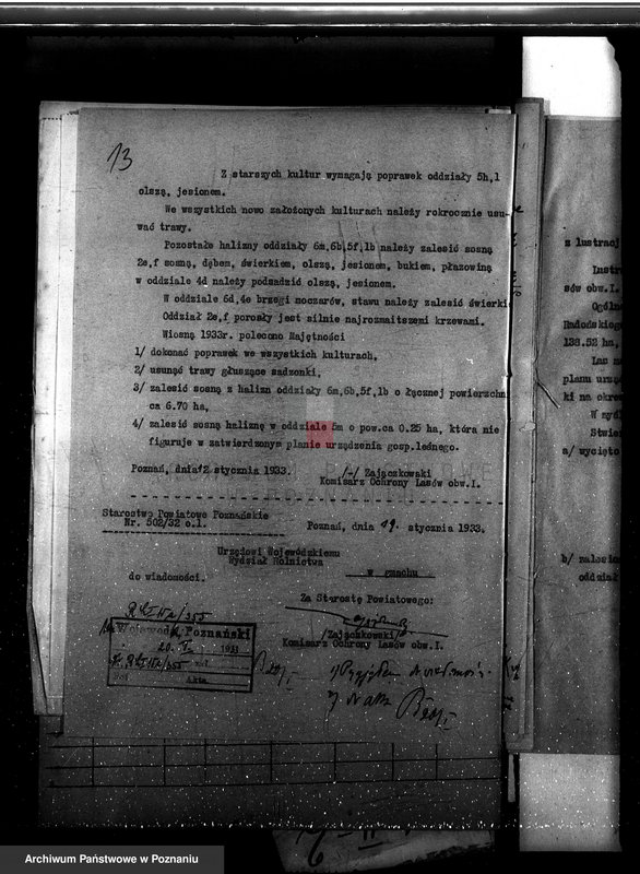 Obraz 17 z jednostki "Majętność leśna Kociałkowo powiat poznański"