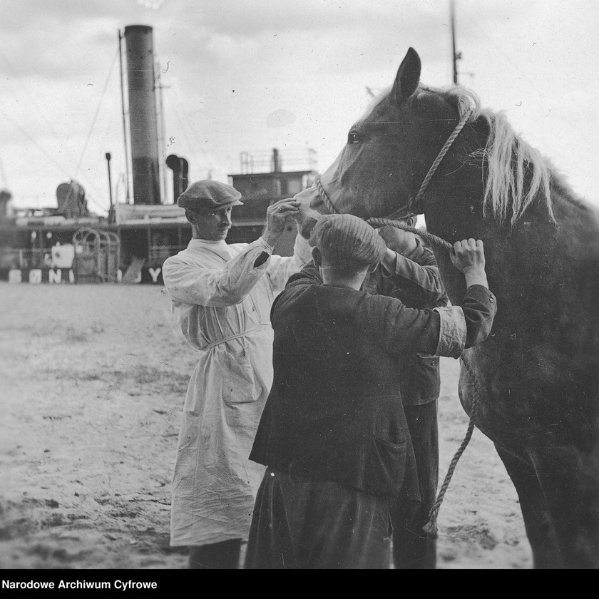 image.from.unit.number "Dostawa koni do Polski z inicjatywy Organizacji Narodów Zjednoczonych do Spraw Pomocy i Odbudowy UNRRA"