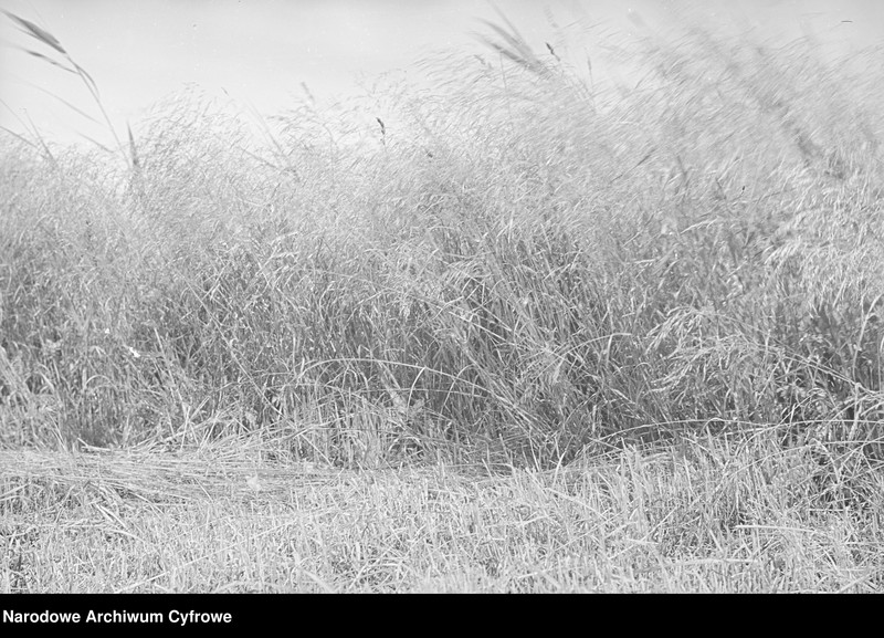 image.from.unit.number "Rolnictwo. Łąki, sianokosy"