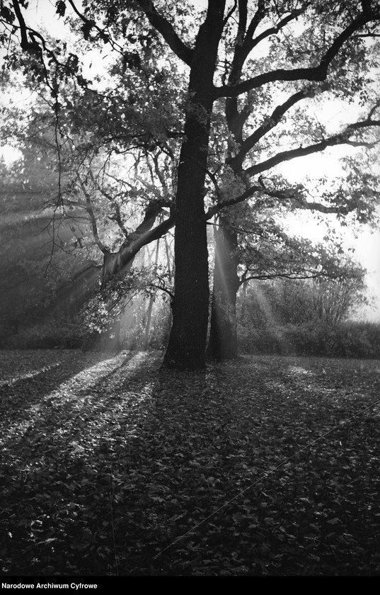 image.from.unit.number "Białowieża"