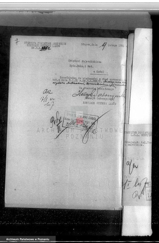 Obraz 11 z jednostki "Gmina Szyminowice powiat koniński /nadzór nad gospodarką leśną/"