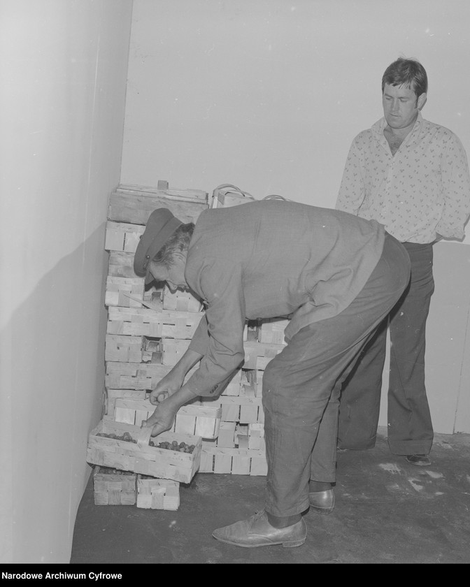 image.from.unit.number "Zbiór truskawek, skup owoców i warzyw we wsi Sobienie-Jeziory"