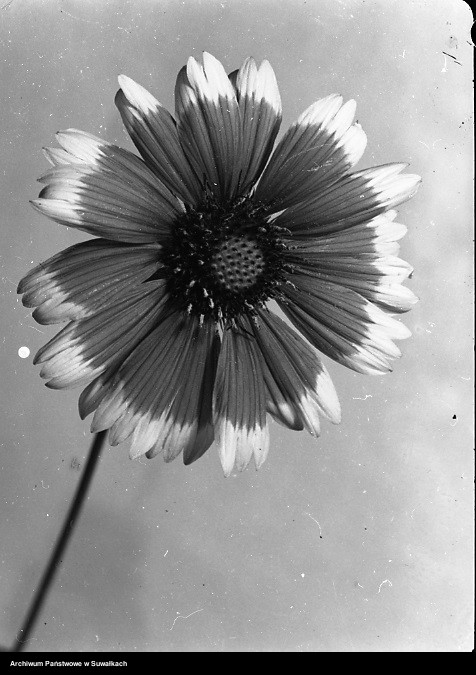 image.from.unit.number "Kwiat."