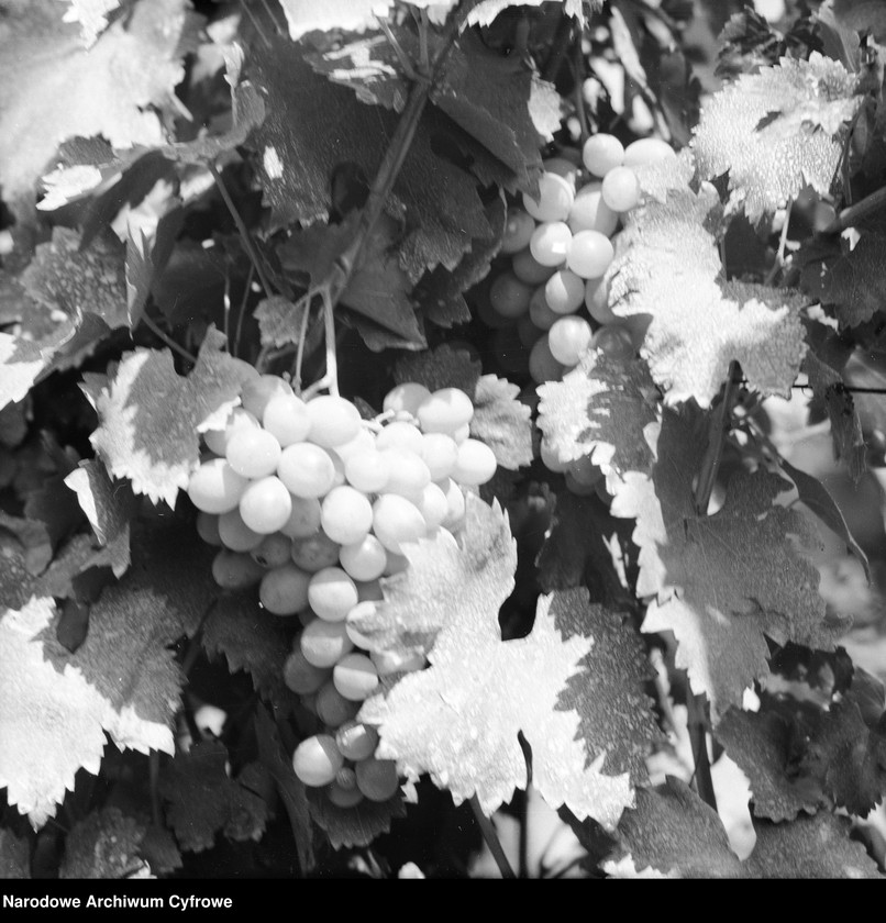 image.from.unit.number "Zakład produkcyjny Przedsiębiorstwa Handlu Zagranicznego "Hortex" w Górze Kalwarii"