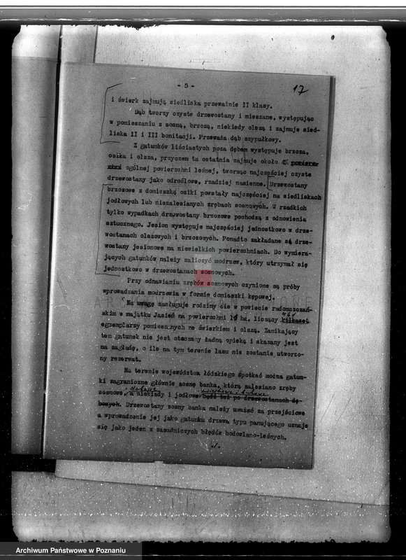 Obraz 20 z jednostki "Sprawa pojawienia się borecznika w lasach majątku Dąbia powiatu kolskiego"