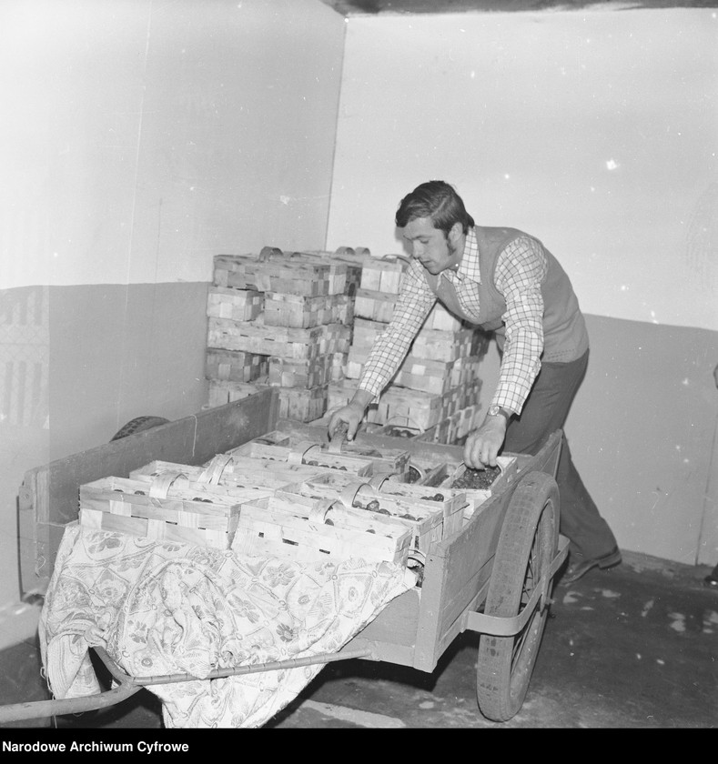 image.from.unit.number "Zbiór truskawek, skup owoców i warzyw we wsi Sobienie-Jeziory"