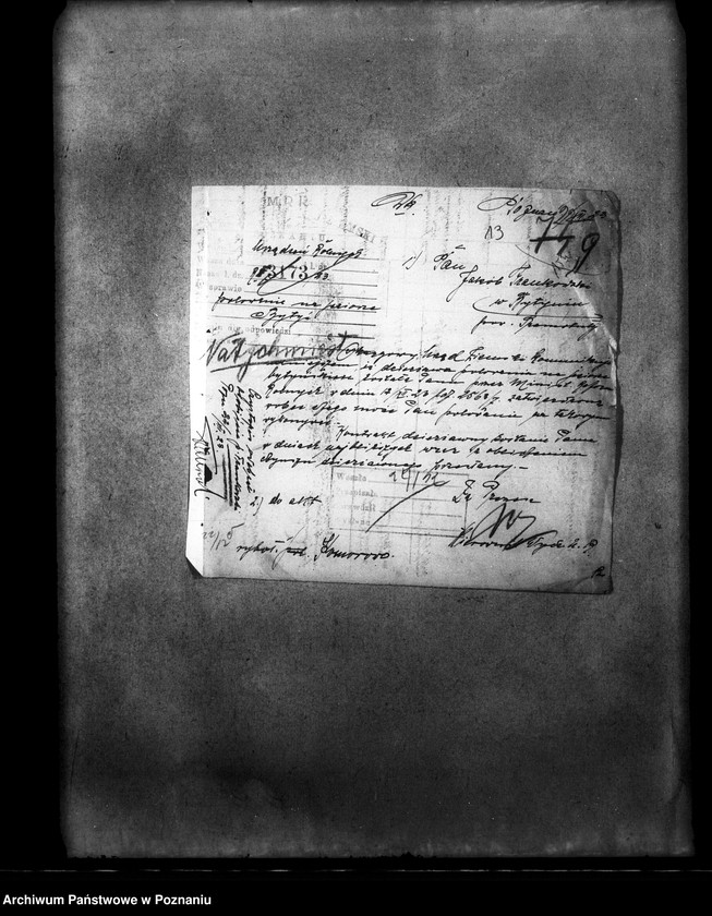 Obraz 18 z jednostki "Polowanie na jeziorze Bytyńskim Komorowo-Gorzewice"