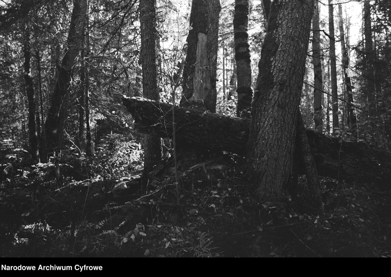 image.from.unit.number "Białowieża"