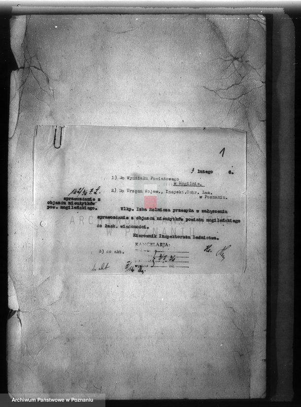 Obraz 5 z jednostki "Zalesienie nieużytków w powiecie mogileńskim"