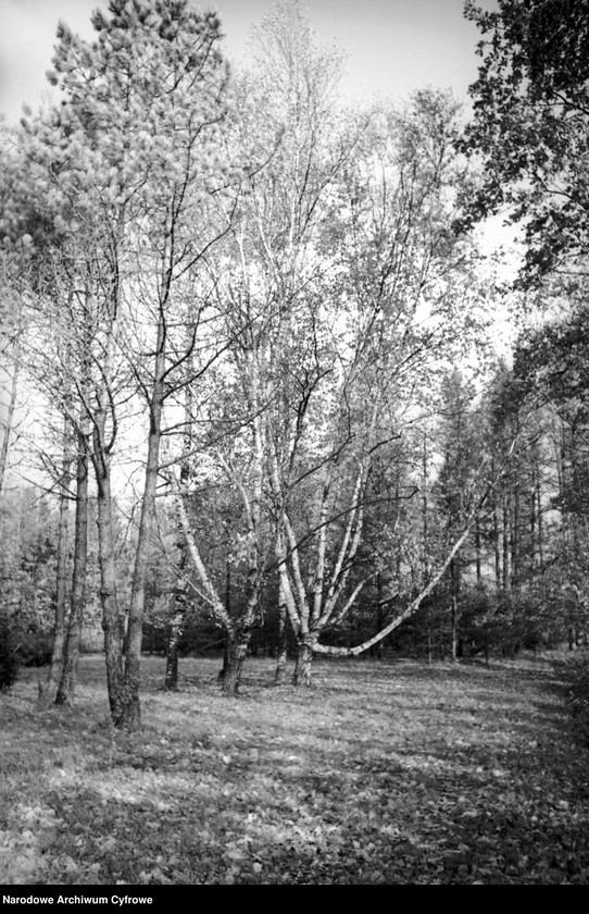 image.from.unit.number "Białowieża"