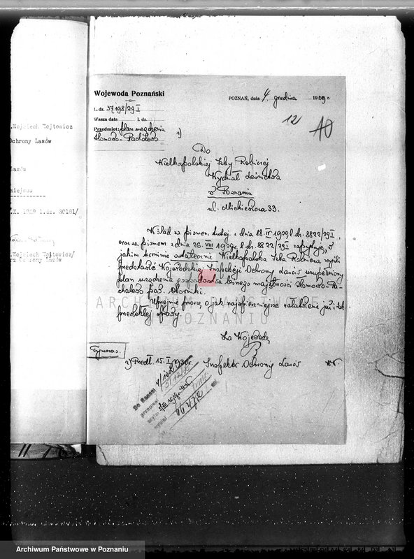 Obraz 16 z jednostki "Las majętność Słomowo-Pacholewo powiat obornicki"