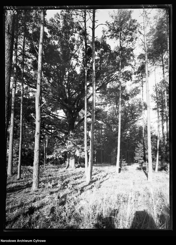 image.from.unit.number "Posiadłość rodziny von Garnier w Turawie"